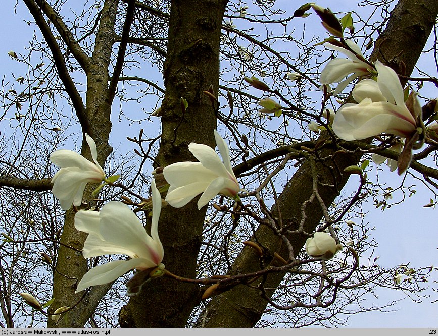 Magnolia kobus (magnolia japońska)