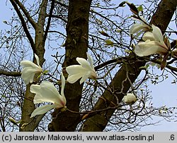 Magnolia kobus (magnolia japońska)