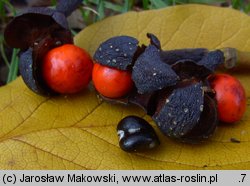 Magnolia kobus (magnolia japońska)