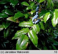 Mahonia aquifolium