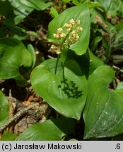 Maianthemum bifolium (konwalijka dwulistna)