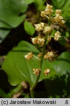 Maianthemum bifolium (konwalijka dwulistna)