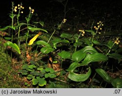 Maianthemum bifolium (konwalijka dwulistna)