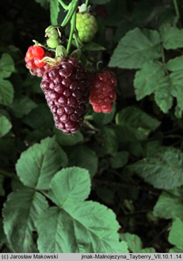 Rubus idaeus Tayberry