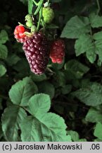 Rubus idaeus Tayberry