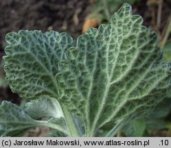 Marrubium vulgare (szanta zwyczajna)