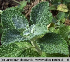 Marrubium vulgare (szanta zwyczajna)