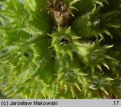 Marrubium vulgare (szanta zwyczajna)