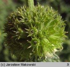 Marrubium vulgare (szanta zwyczajna)