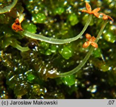 Marsupella emarginata (mierzcha wycięta)