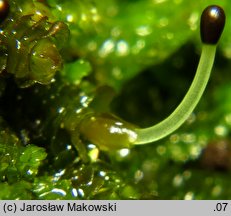 Marsupella emarginata (mierzcha wycięta)