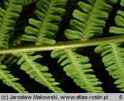 Matteuccia struthiopteris (pióropusznik strusi)