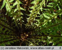 Matteuccia struthiopteris (pióropusznik strusi)