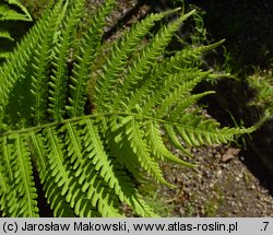 Matteuccia struthiopteris (pióropusznik strusi)