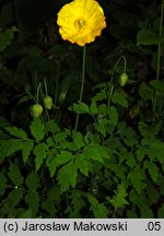 Meconopsis cambrica (mekonops walijski)