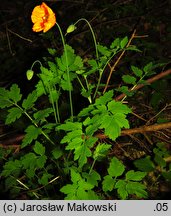 Meconopsis cambrica (mekonops walijski)