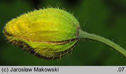 Meconopsis cambrica (mekonops walijski)