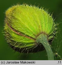 Meconopsis cambrica (mekonops walijski)