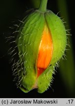 Meconopsis cambrica (mekonops walijski)