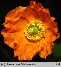 Meconopsis cambrica (mekonops walijski)