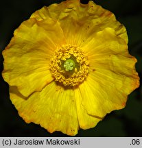 Meconopsis cambrica (mekonops walijski)