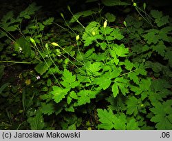 Meconopsis cambrica (mekonops walijski)