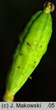 Meconopsis cambrica (mekonops walijski)