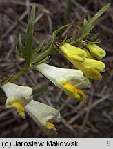 Melampyrum pratense