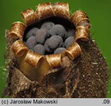 Melandrium rubrum (bniec czerwony)