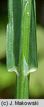 Melica uniflora