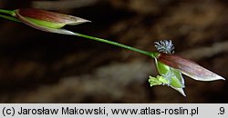 Melica uniflora