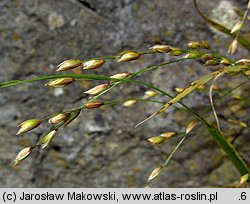 Melica uniflora