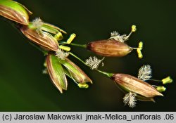 Melica uniflora (perłówka jednokwiatowa)