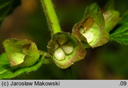 Melittis melissophyllum (miodownik melisowaty)