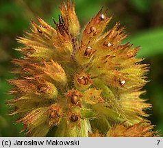 Mentha aquatica (mięta nadwodna)