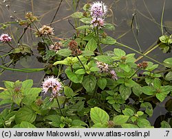 Mentha aquatica (mięta nadwodna)