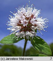 Mentha aquatica