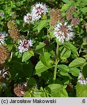 Mentha aquatica