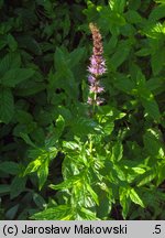 Mentha spicata (mięta zielona)