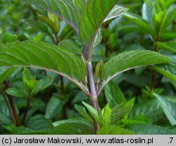 Mentha Chocolate