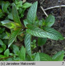 Mentha Chocolate