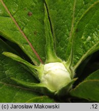 Mespilus germanica (nieszpułka zwyczajna)