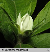 Mespilus germanica (nieszpułka zwyczajna)