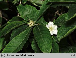 Mespilus germanica (nieszpułka zwyczajna)