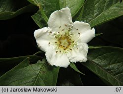 Mespilus germanica (nieszpułka zwyczajna)