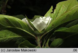 Mespilus germanica (nieszpułka zwyczajna)