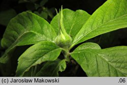 Mespilus germanica (nieszpułka zwyczajna)