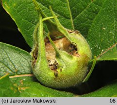 Mespilus germanica (nieszpułka zwyczajna)