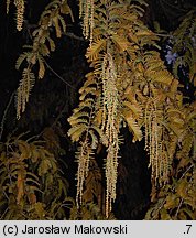 Metasequoia glyptostroboides