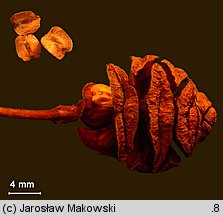 Metasequoia glyptostroboides